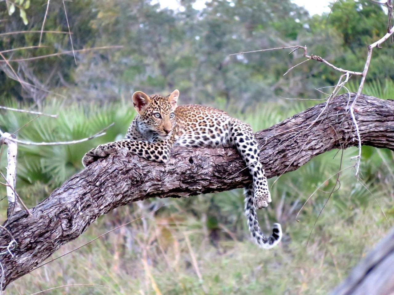 leopard-1021486_1280